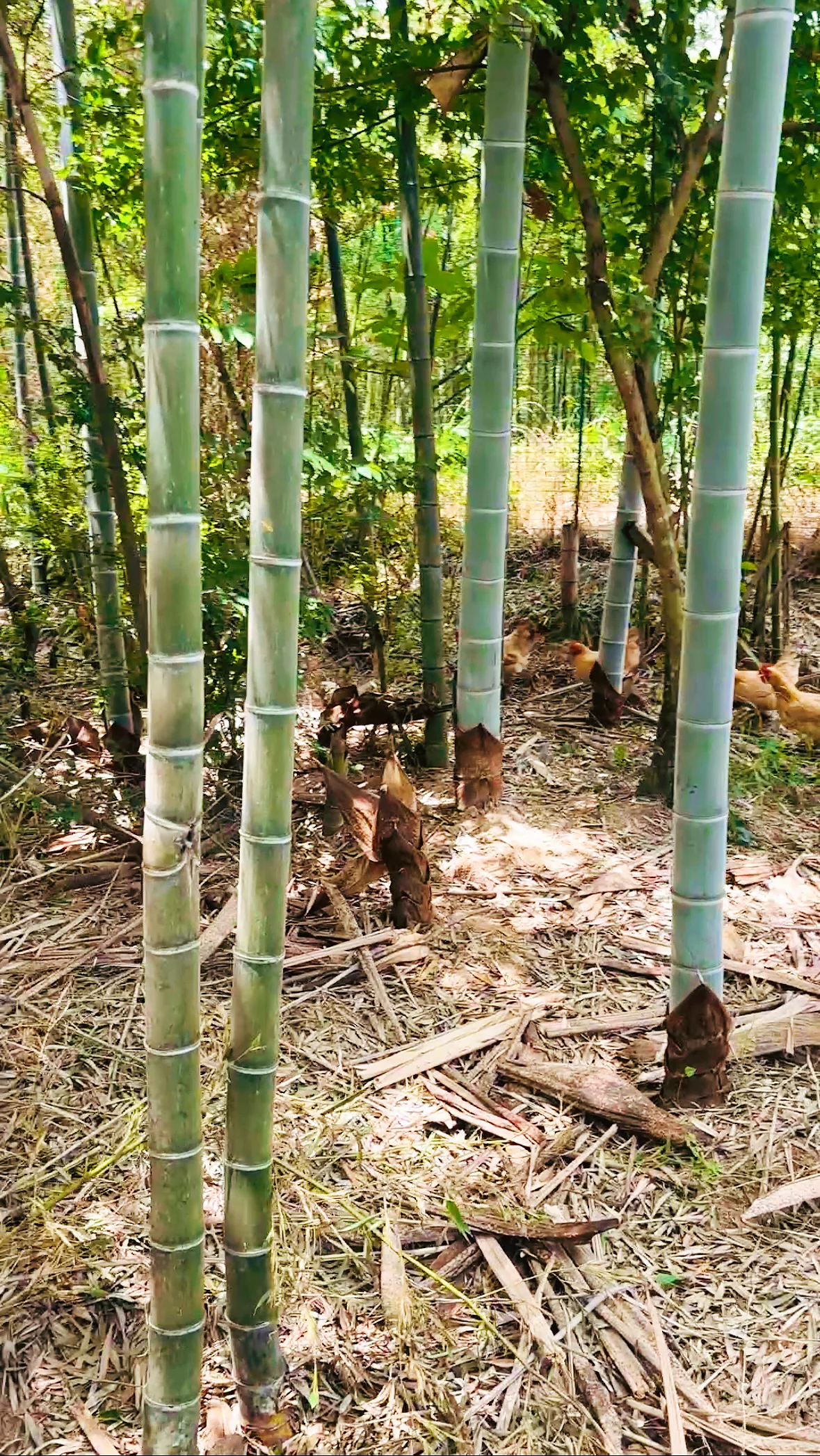竹林抓鸡现场