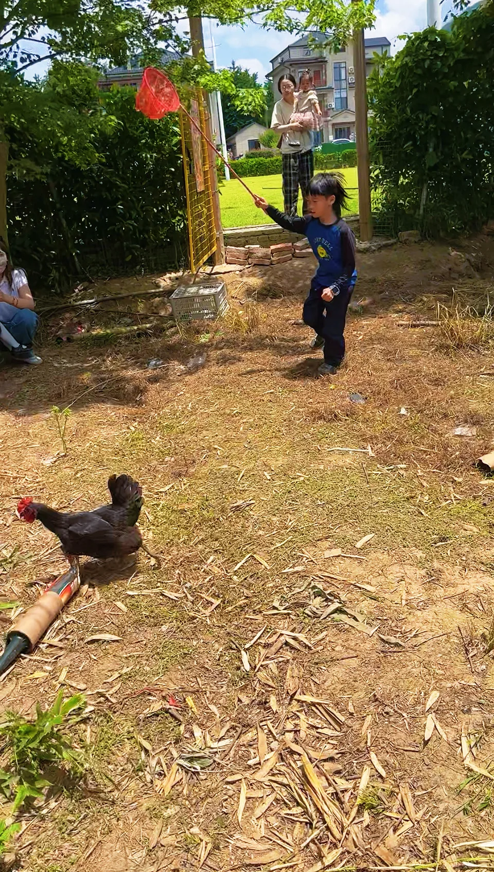竹林抓鸡现场