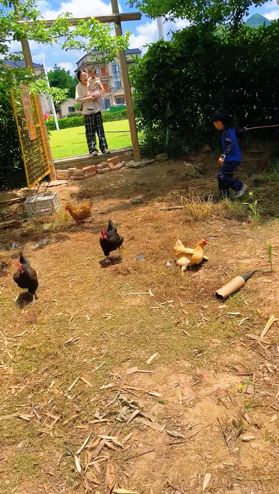 竹林抓鸡