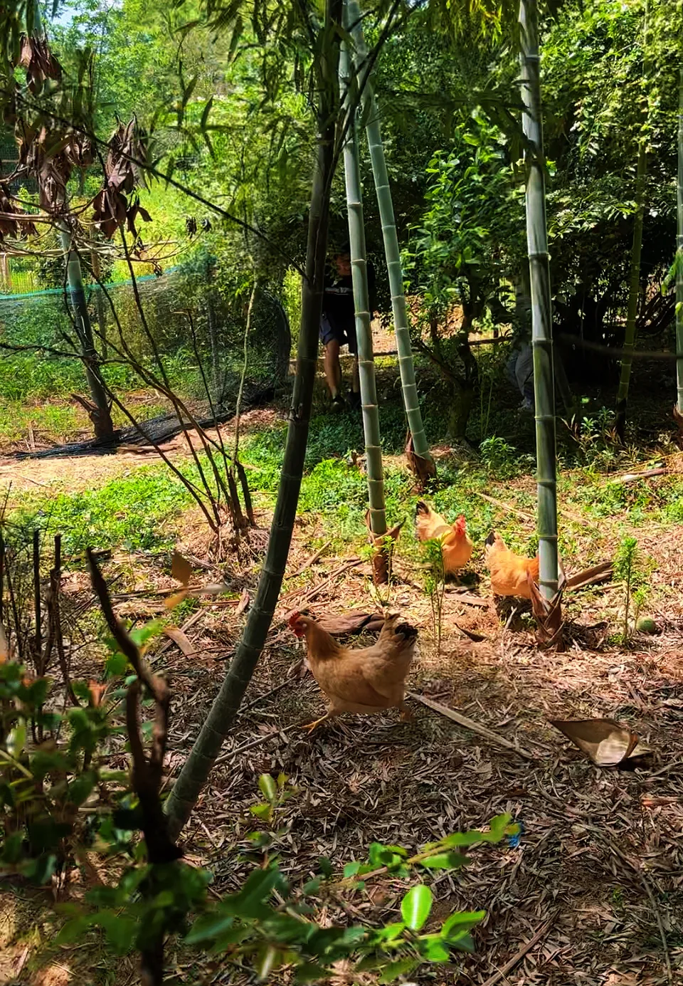 竹林抓鸡