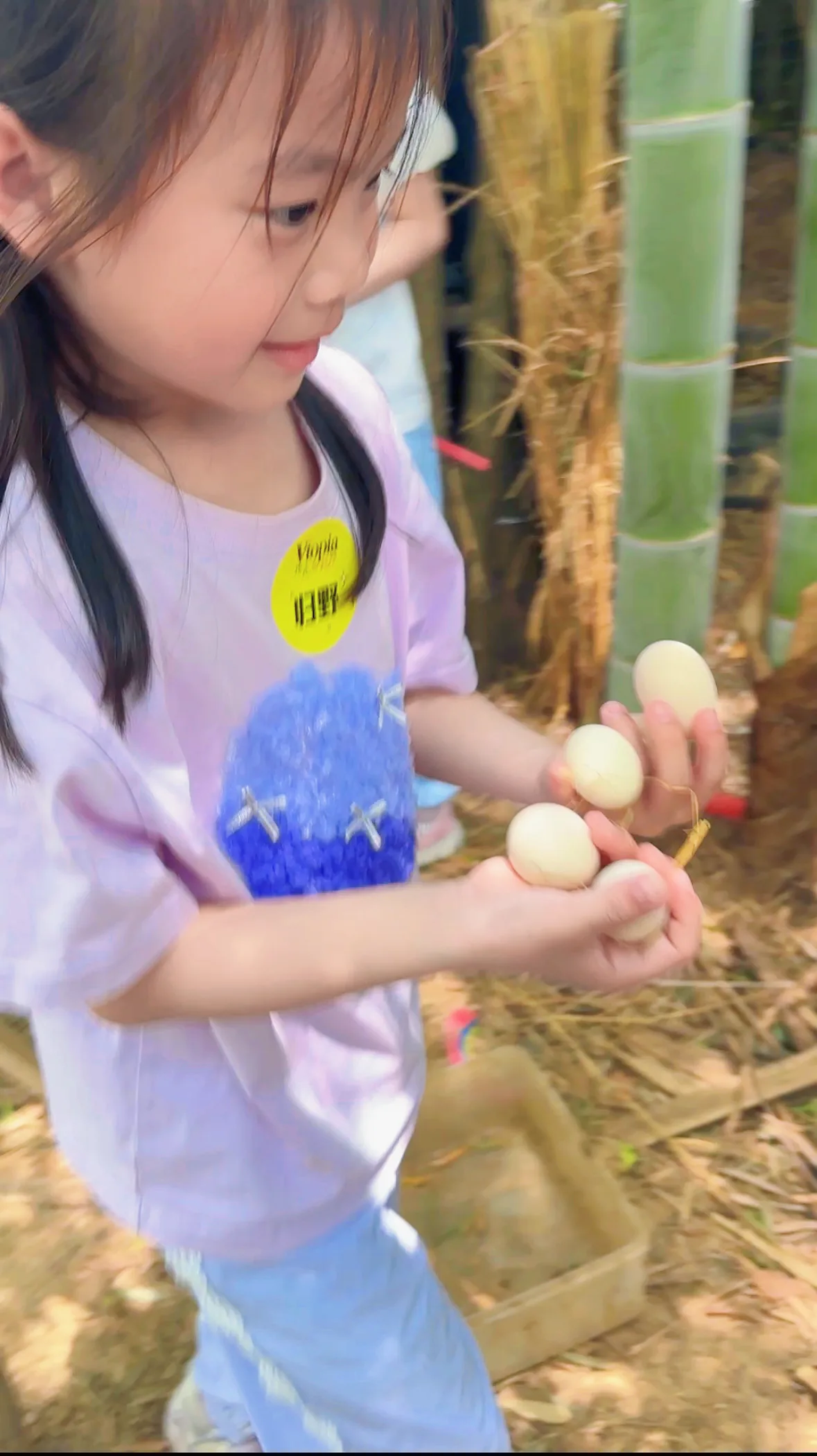 竹林捡鸡蛋现场