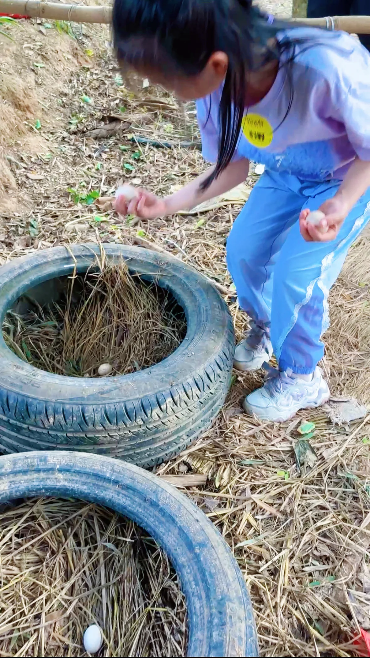 竹林捡鸡蛋现场