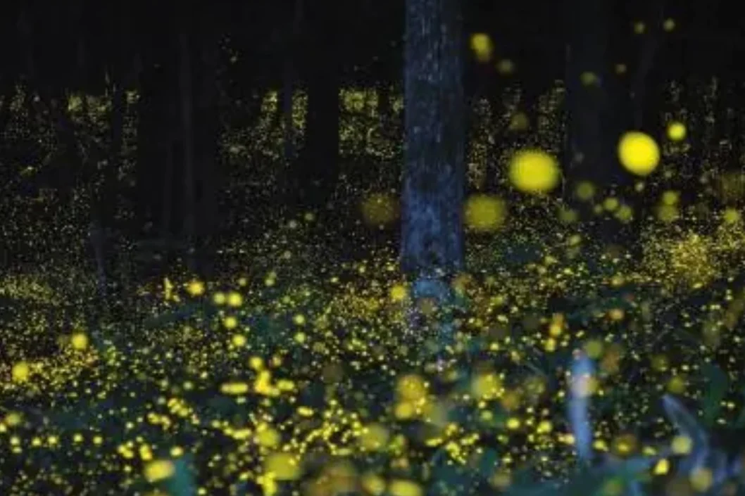 萤火虫